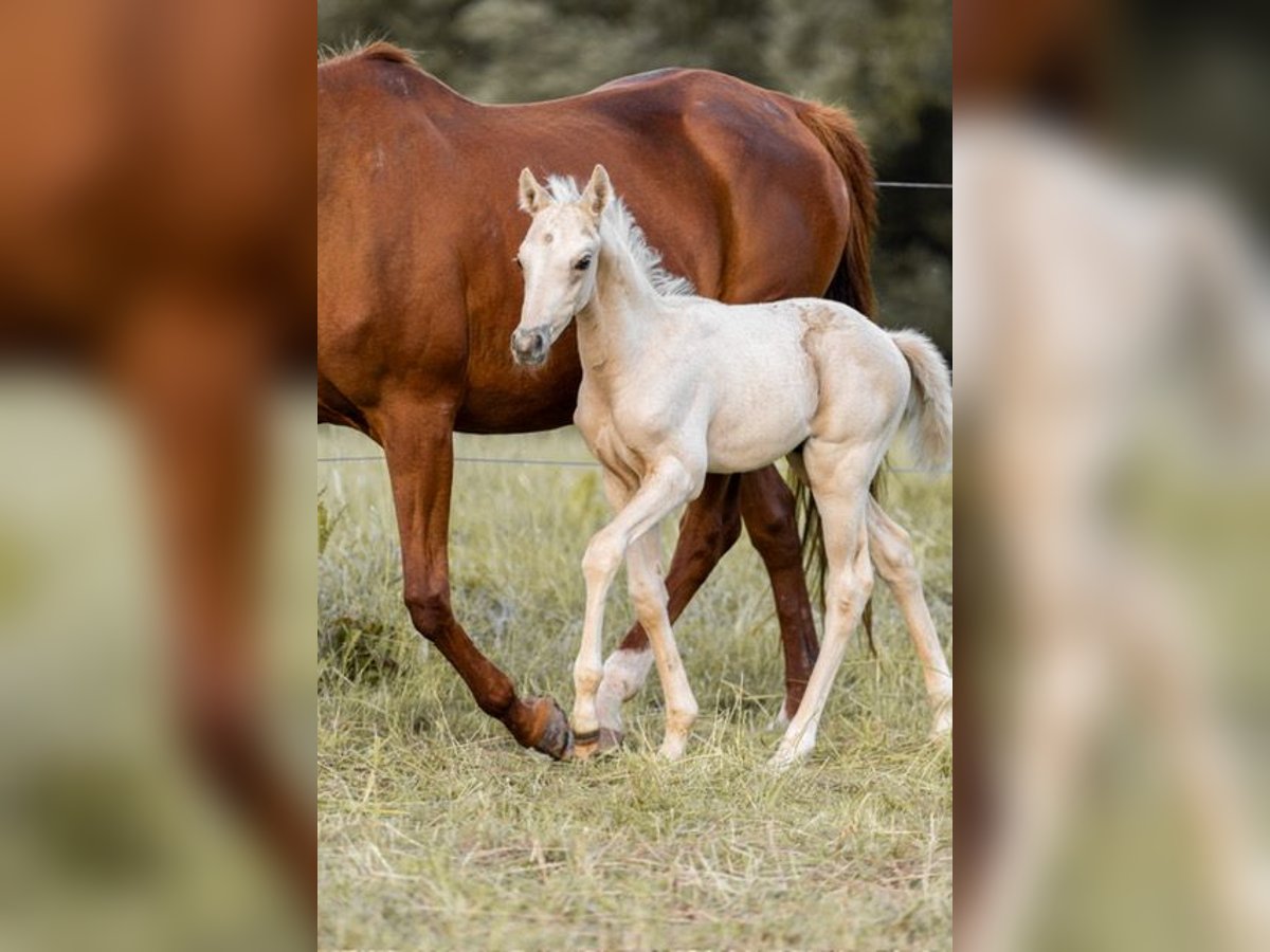 Trakehner Semental 1 año 155 cm Palomino in Wolfhagen