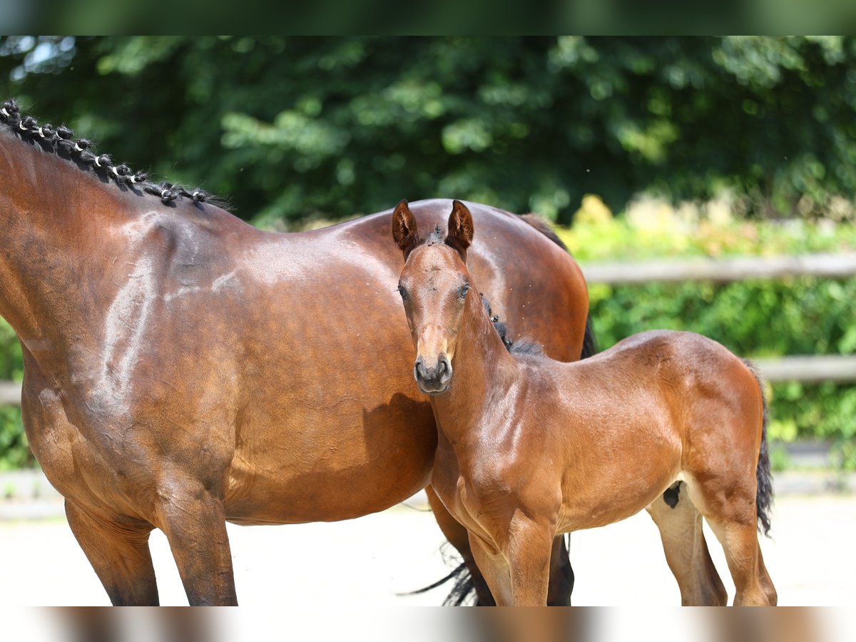 Trakehner Semental 1 año 170 cm Castaño oscuro in Sperenberg