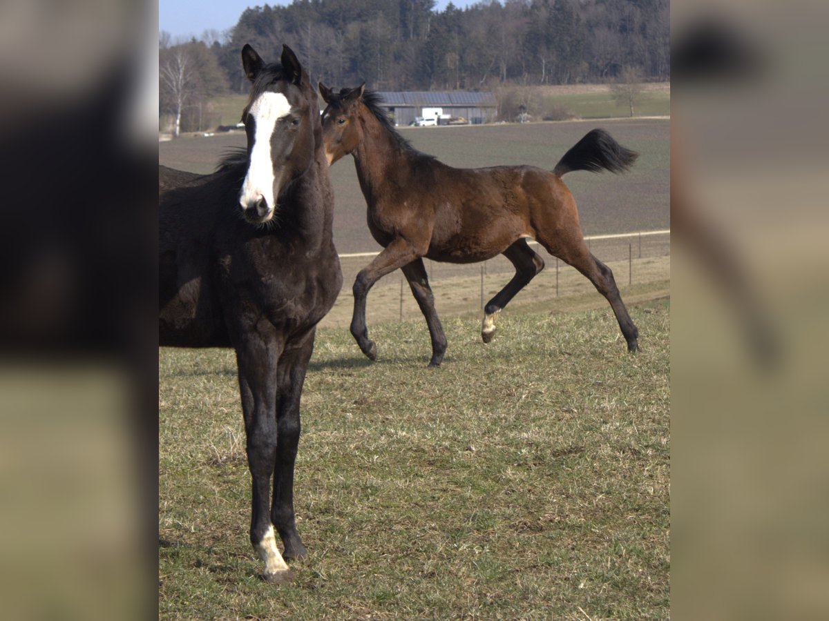 Trakehner Semental 1 año 175 cm Castaño oscuro in Adelsried