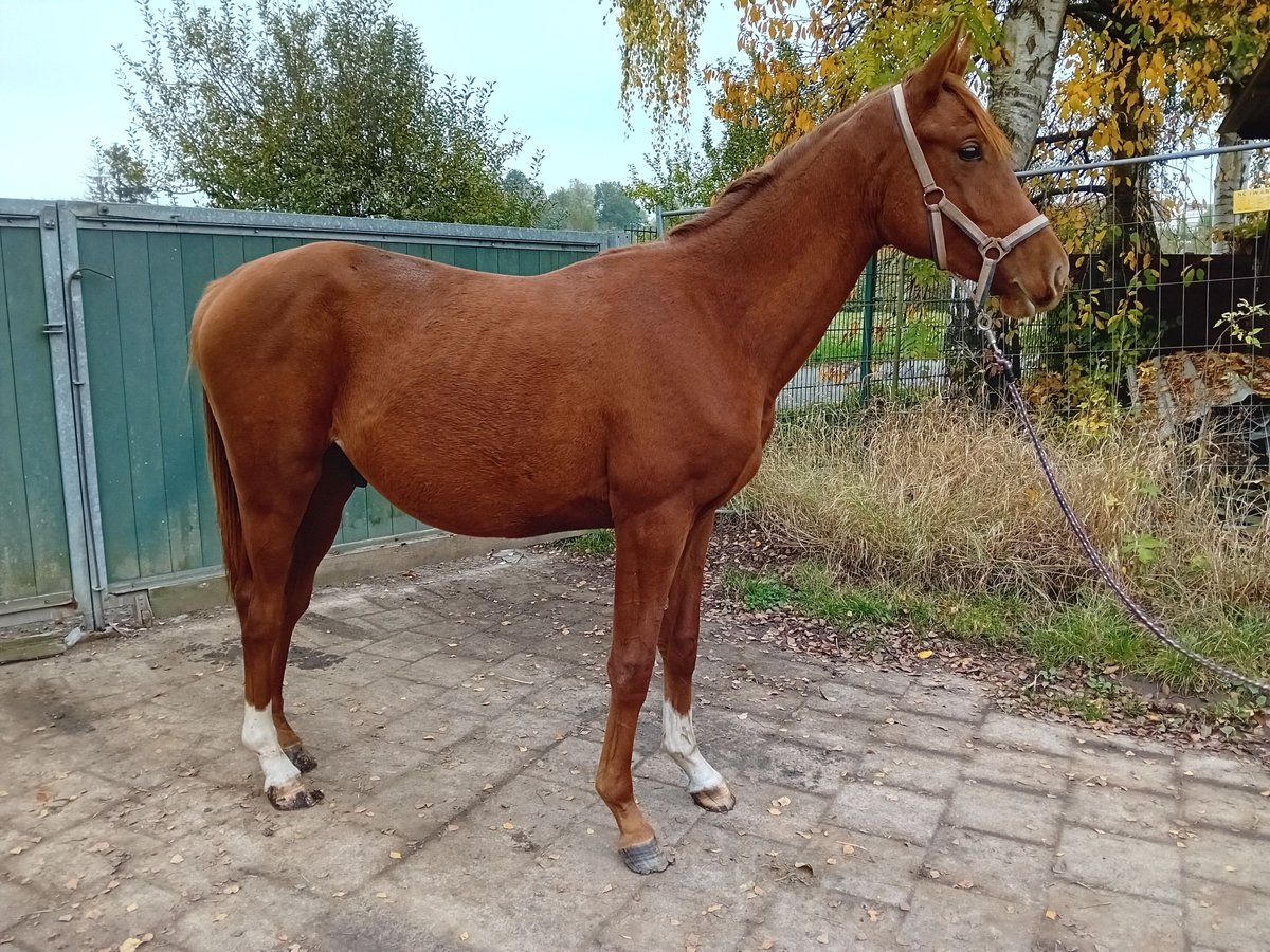 Trakehner Semental 1 año Alazán in Staufenberg