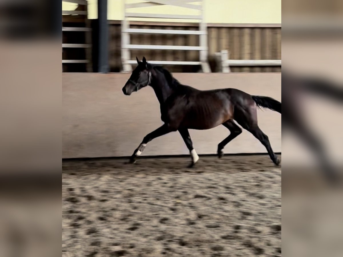 Trakehner Semental 2 años 163 cm Castaño in Blekendorf