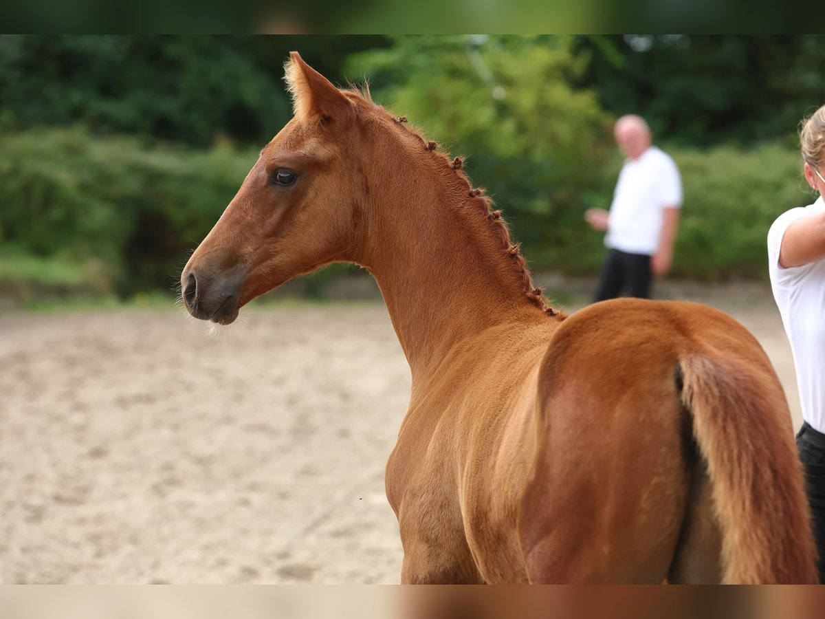 Trakehner Semental 2 años 168 cm Alazán in Oetzen