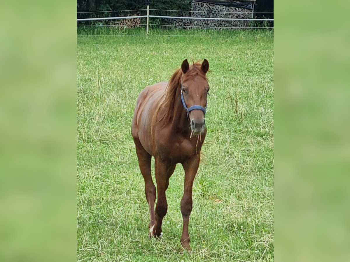 Trakehner Semental 2 años 170 cm Alazán-tostado in Trostberg