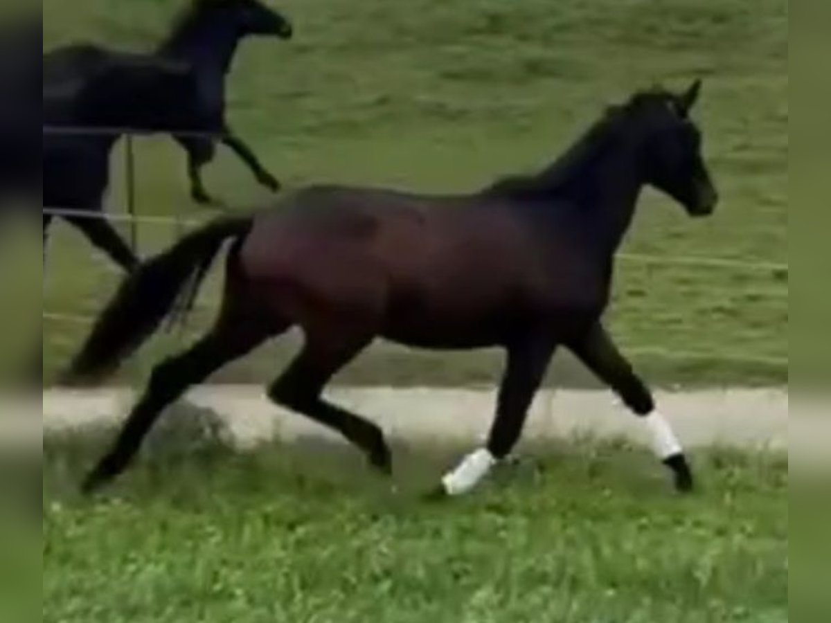 Trakehner Semental 2 años 172 cm Castaño oscuro in Adelsried