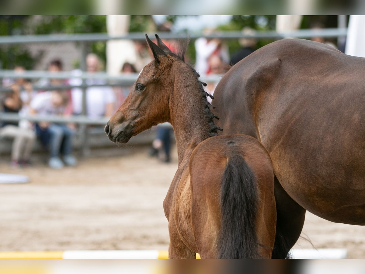 Trakehner Semental 2 años Castaño in Bad Soden-Salmünster