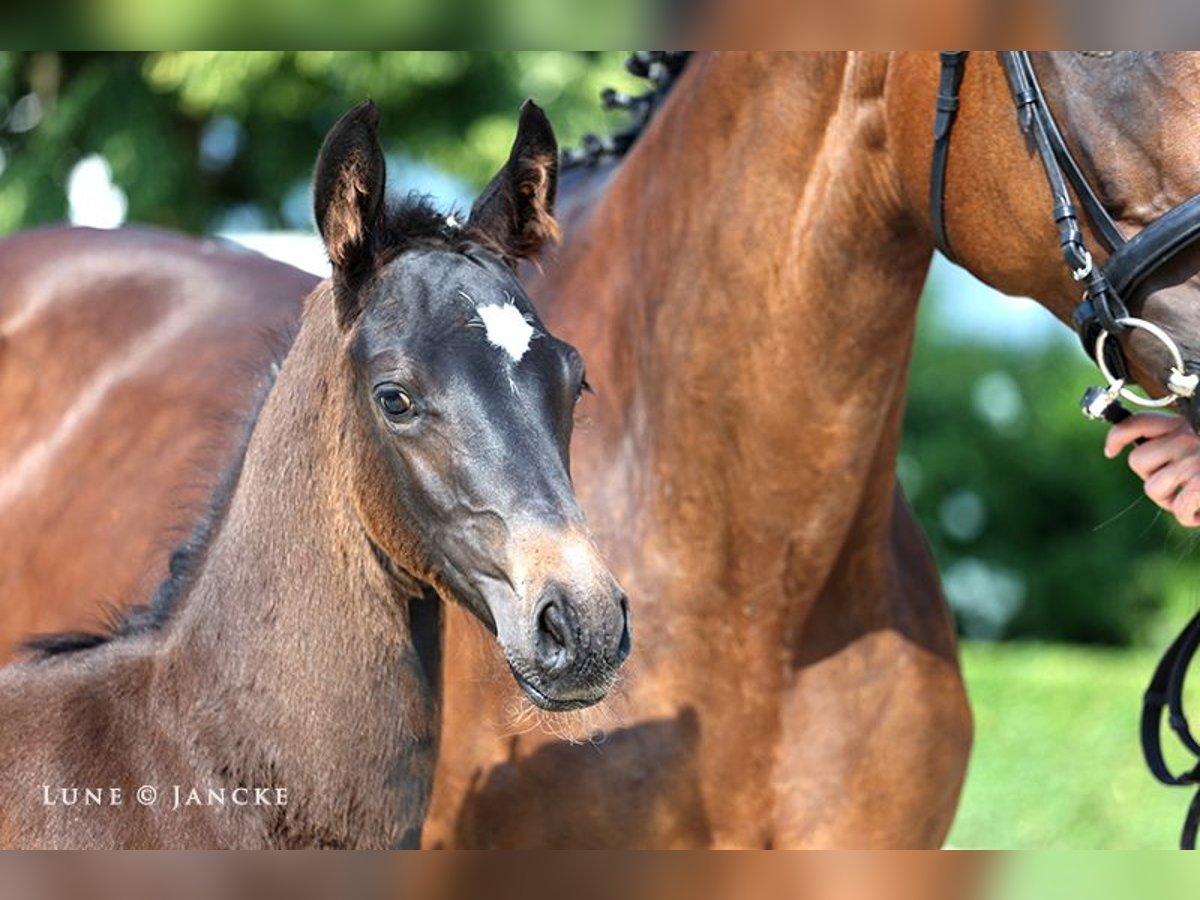 Trakehner Semental 2 años Castaño oscuro in Rheinberg