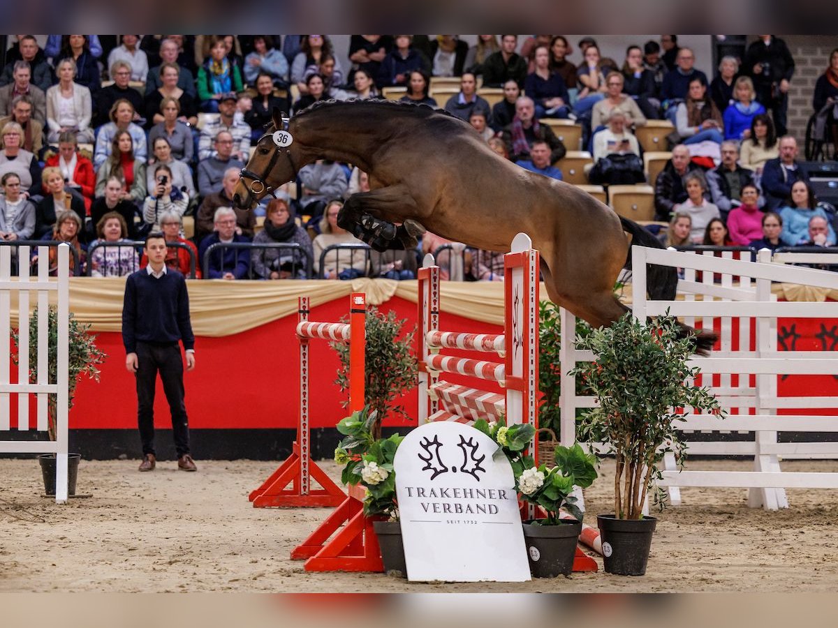 Trakehner Semental 3 años 165 cm Castaño in Ostenfeld