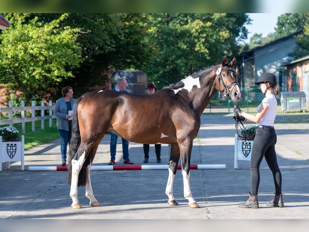 Trakehner Semental 4 años 163 cm Pío in Dortmund