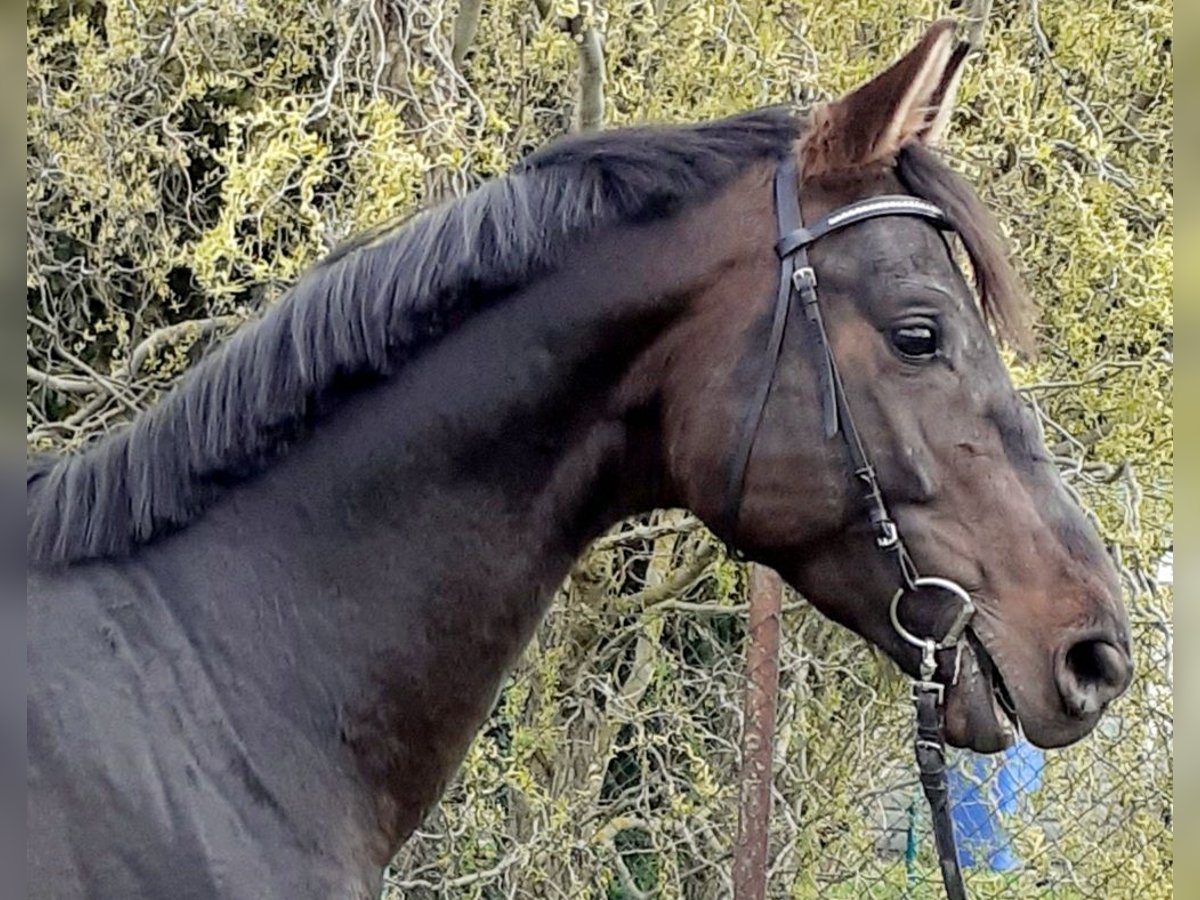 Trakehner Semental 8 años 165 cm Castaño oscuro in Atzendorf