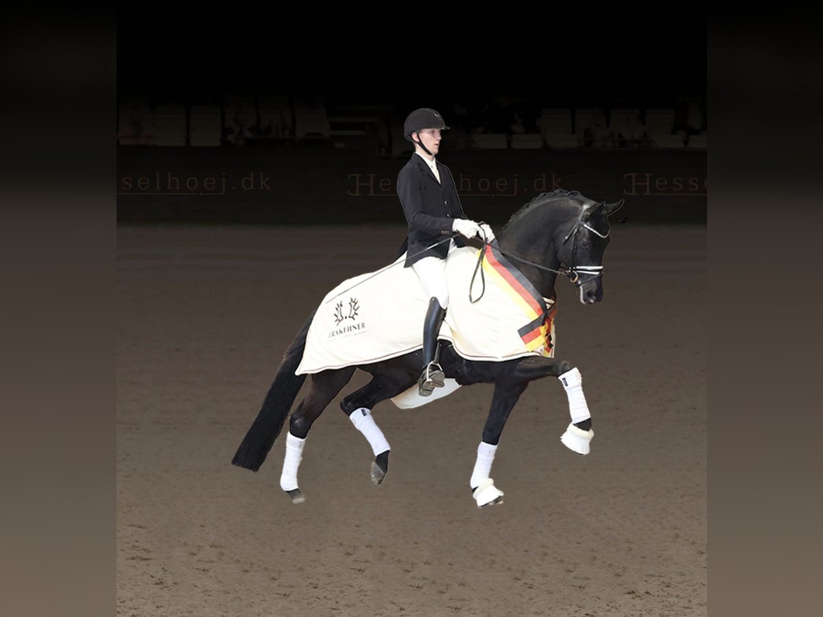 Trakehner Semental in Asperup