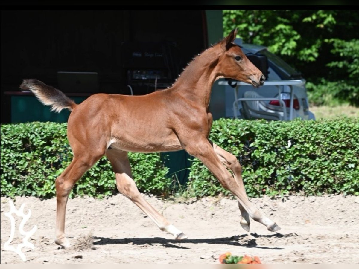 Trakehner Semental Potro (04/2024) 170 cm Castaño in Harsefeld