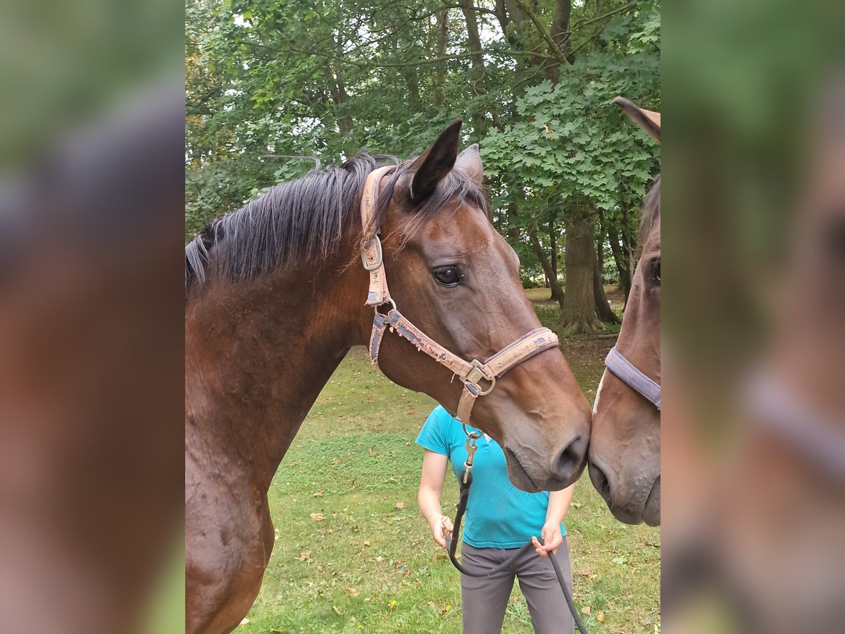Trakehner Stallion 15 years in Bosau