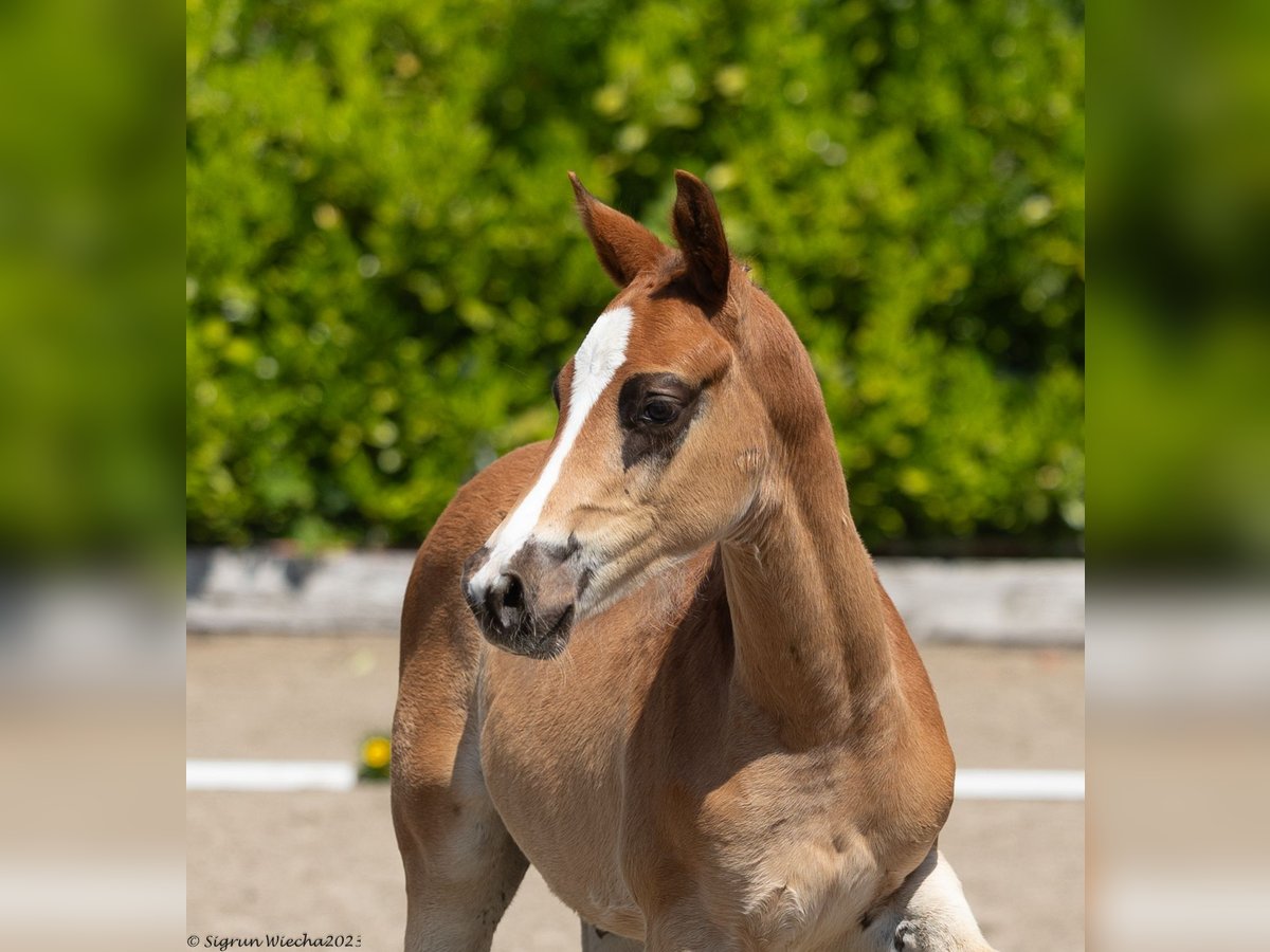 Trakehner Stallion 1 year 16,1 hh Chestnut in Kollmoor