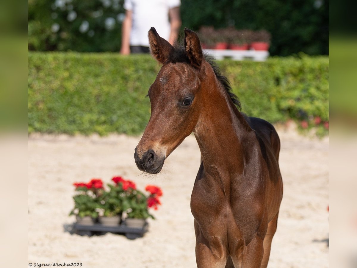 Trakehner Stallion 1 year 16,2 hh Bay-Dark in Bad Münstereifel