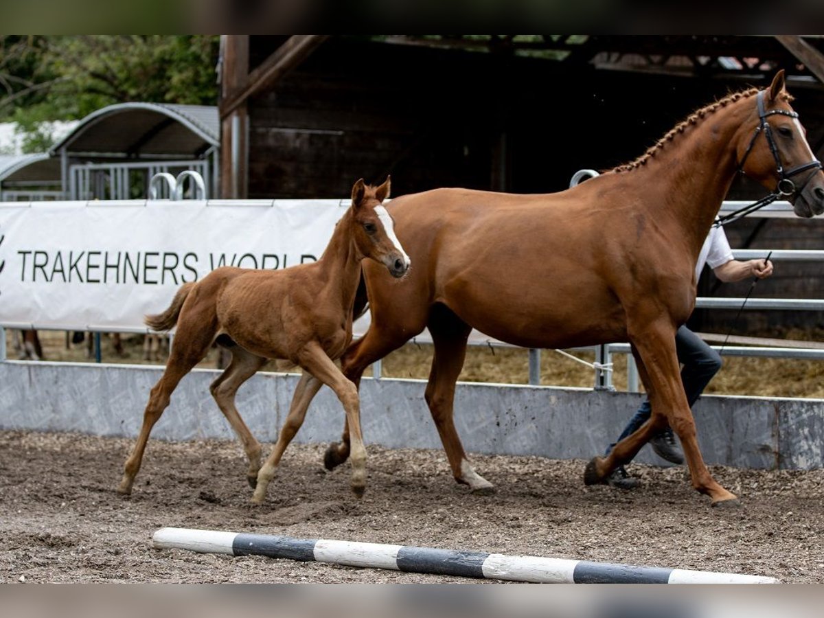 Trakehner Stallion 1 year 16,2 hh Chestnut-Red in Günzburg