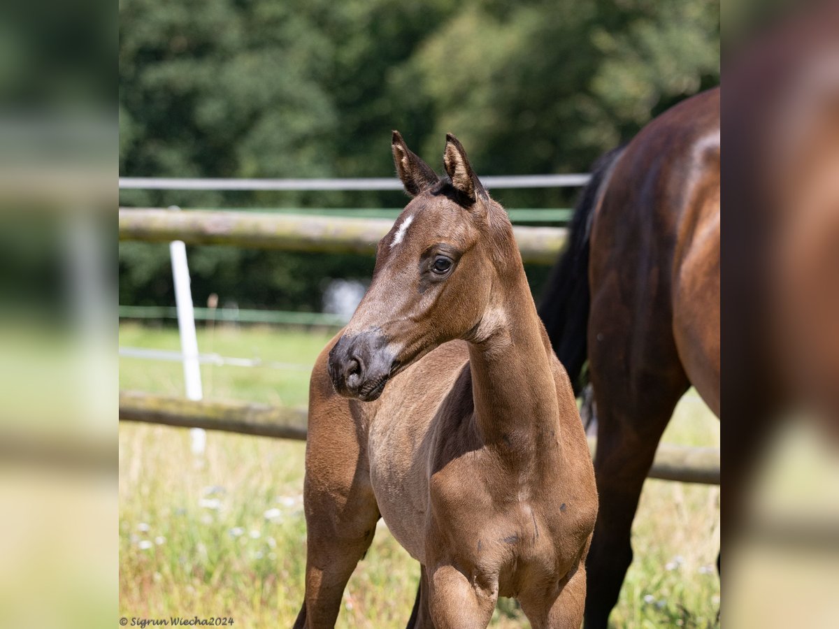 Trakehner Stallion 1 year 16,1 hh Smoky-Black in Kleve