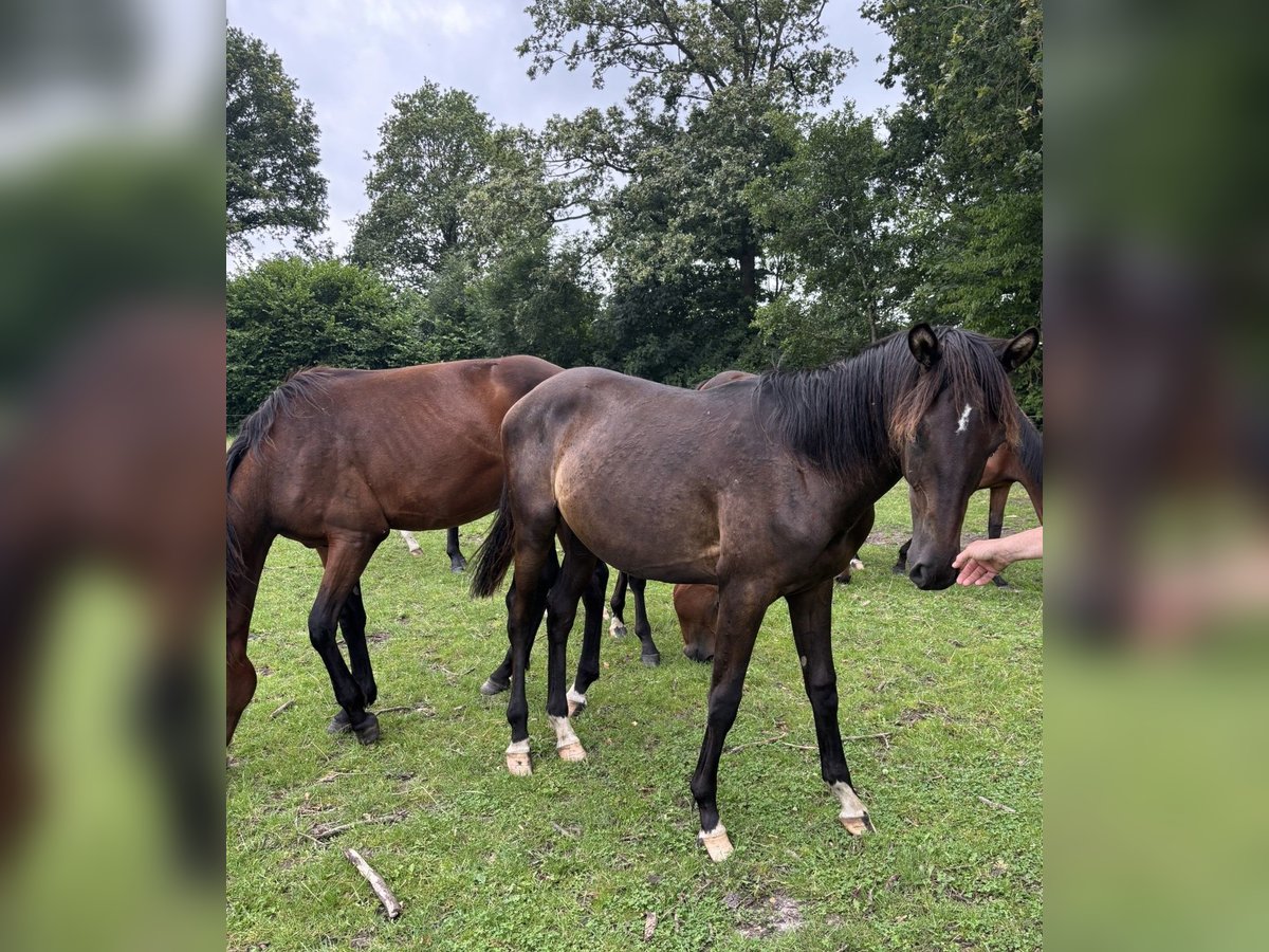 Trakehner Stallion 1 year 16,1 hh Smoky-Black in Kleve