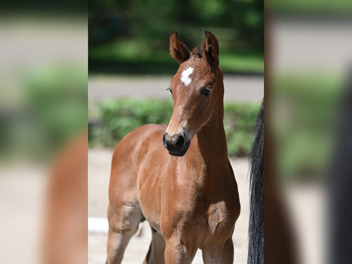 Trakehner Stallion 1 year 16,2 hh in Salzhausen