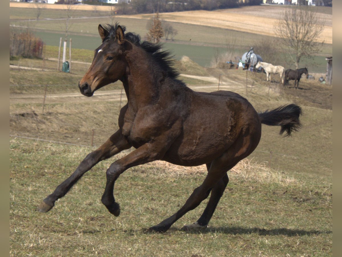 Trakehner Stallion 1 year 17 hh Bay-Dark in Adelsried