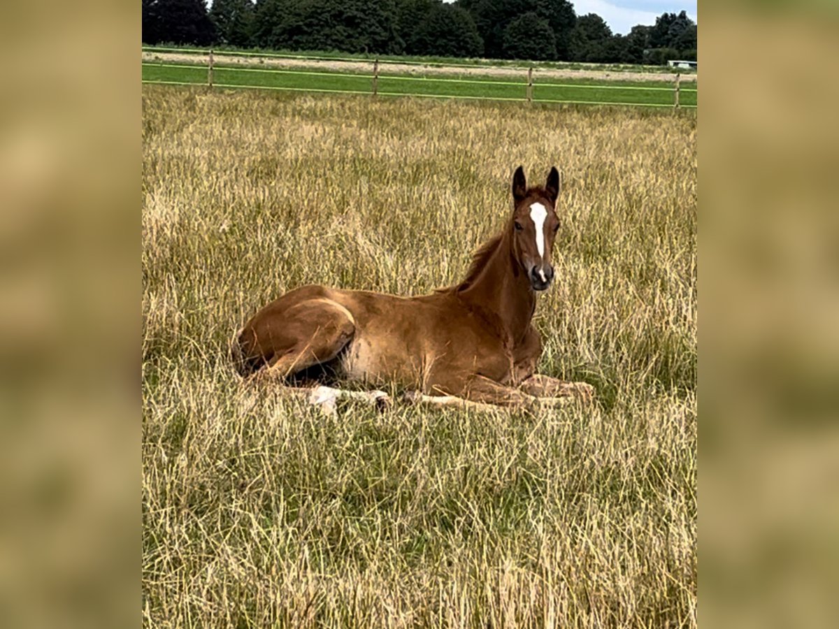 Trakehner Stallion 1 year 17,1 hh Chestnut-Red in Freren