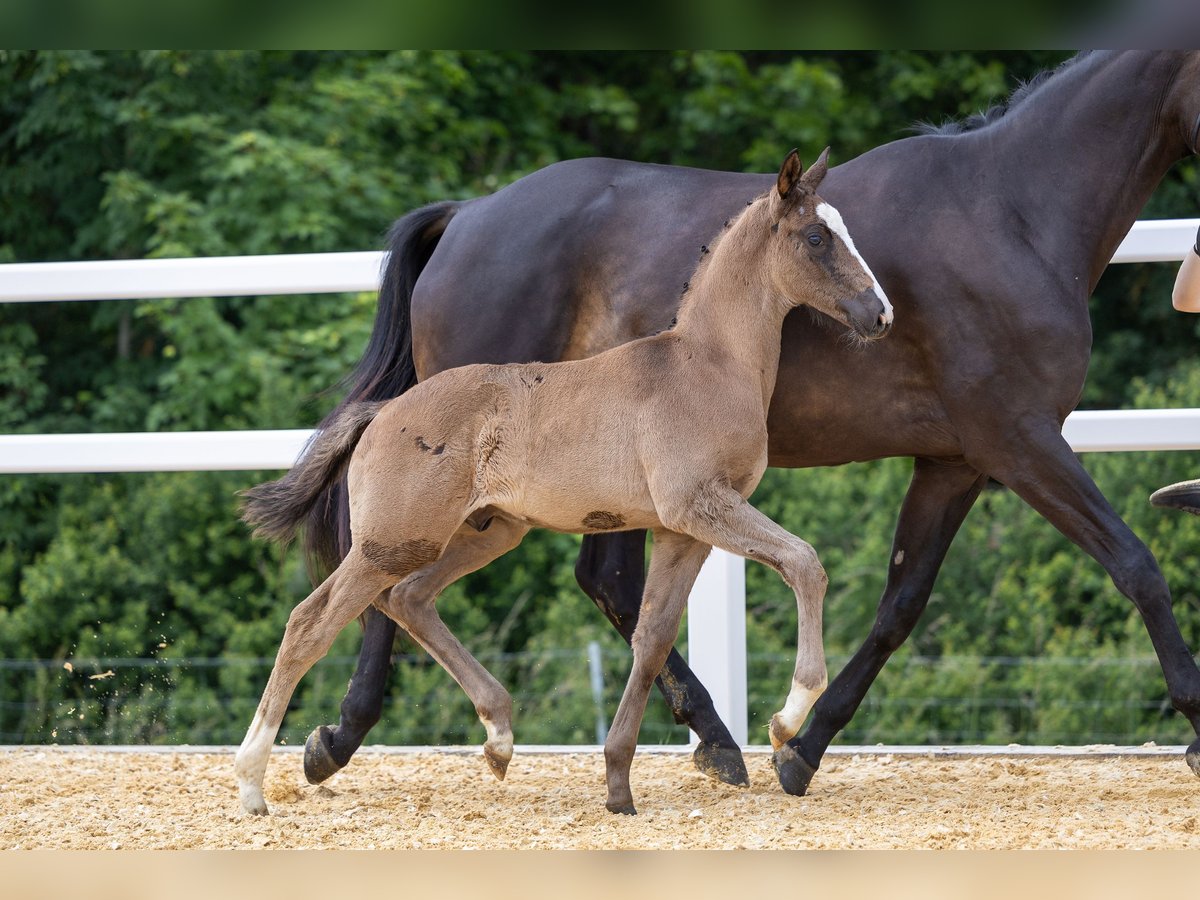 Trakehner Stallion 1 year Bay-Dark in Adelsried