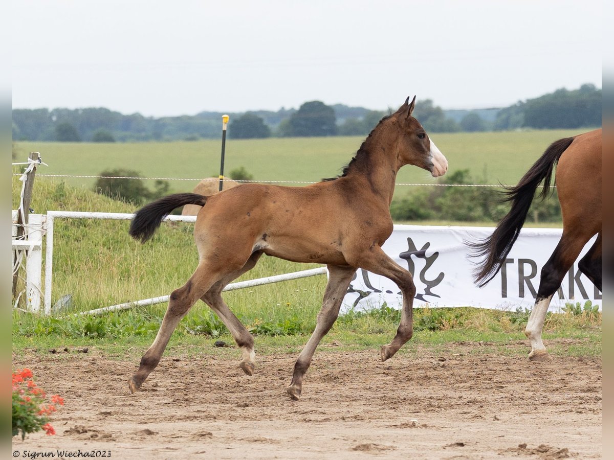 Trakehner Stallion 1 year Brown in Ueckermünde