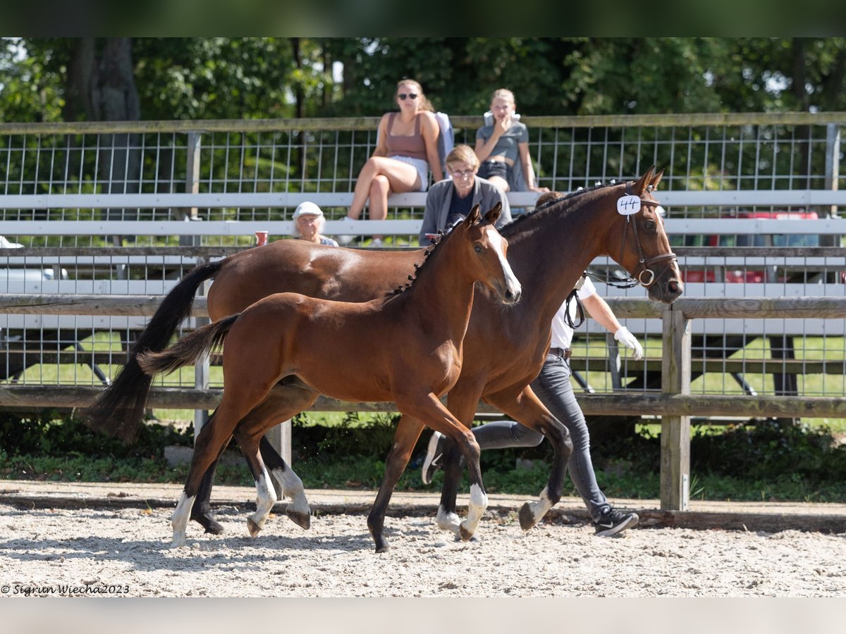 Trakehner Stallion 1 year Brown in Belzig