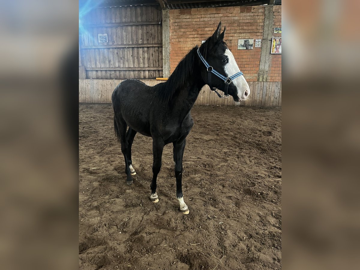 Trakehner Stallion 1 year Can be white in ImmenhausenHolzhausen