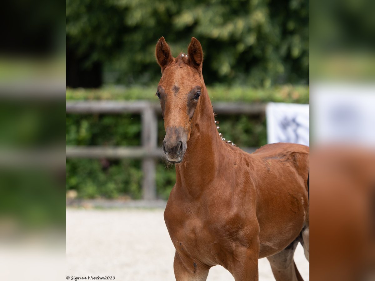 Trakehner Stallion 1 year Chestnut in Zeischa