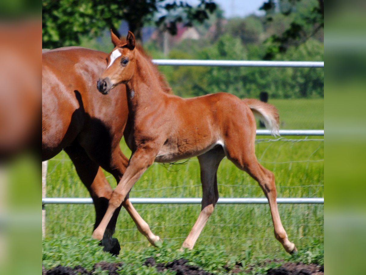 Trakehner Stallion 1 year Chestnut in ZapelCrivitz