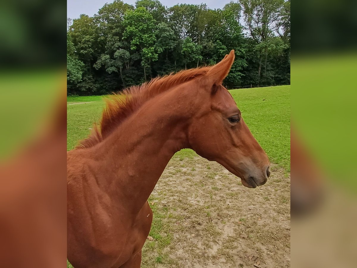 Trakehner Stallion 1 year Chestnut-Red in Ringelsdorf