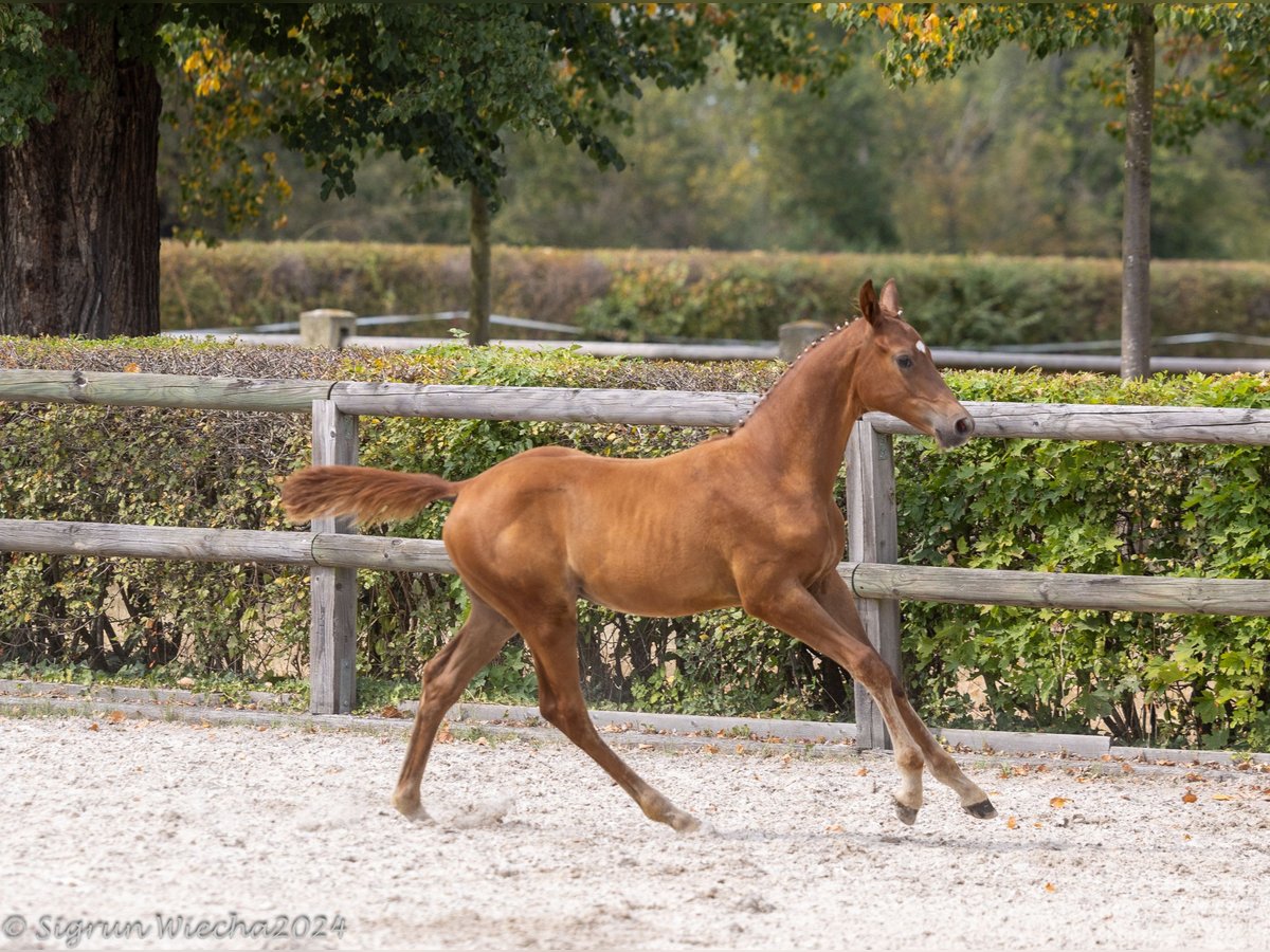 Trakehner Stallion 1 year in Berthelsdorf