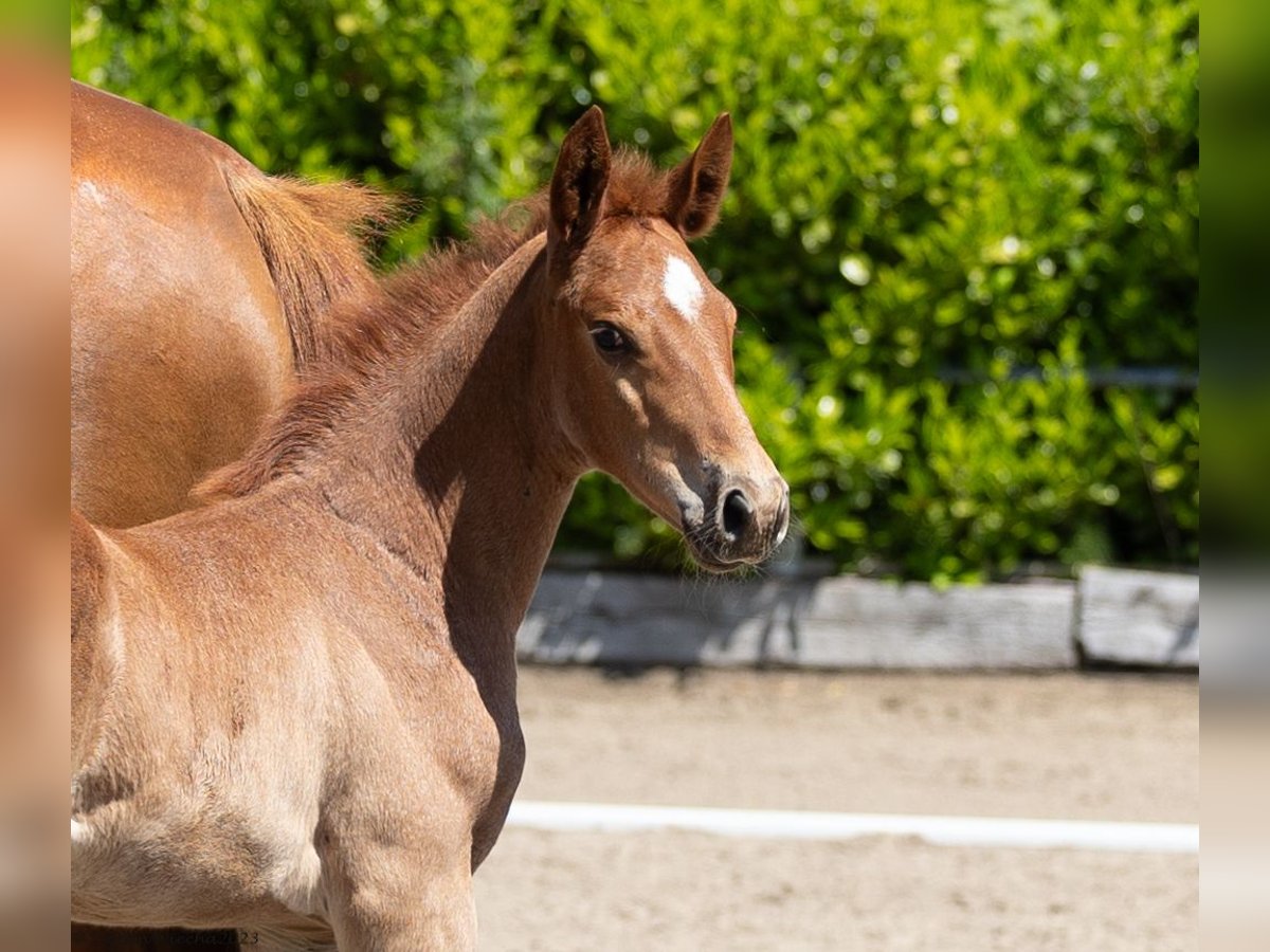 Trakehner Stallion 2 years 16,2 hh Chestnut-Red in Rendsburg