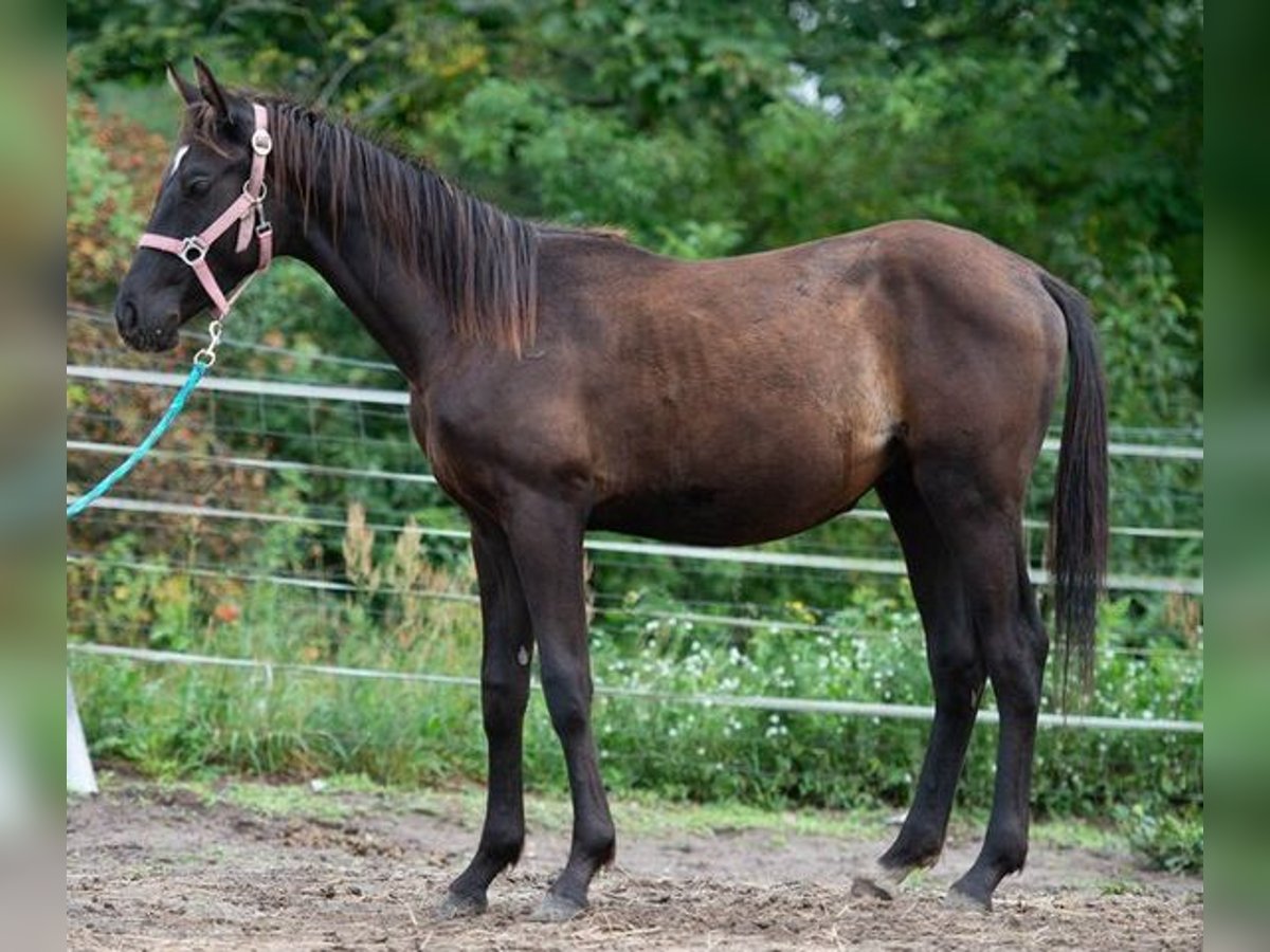 Trakehner Stallion 2 years 16 hh Black in Berlin