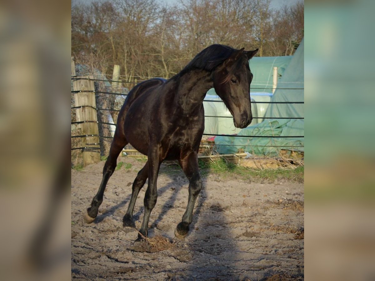 Trakehner Stallion 2 years 16 hh Smoky-Black in Alkersum