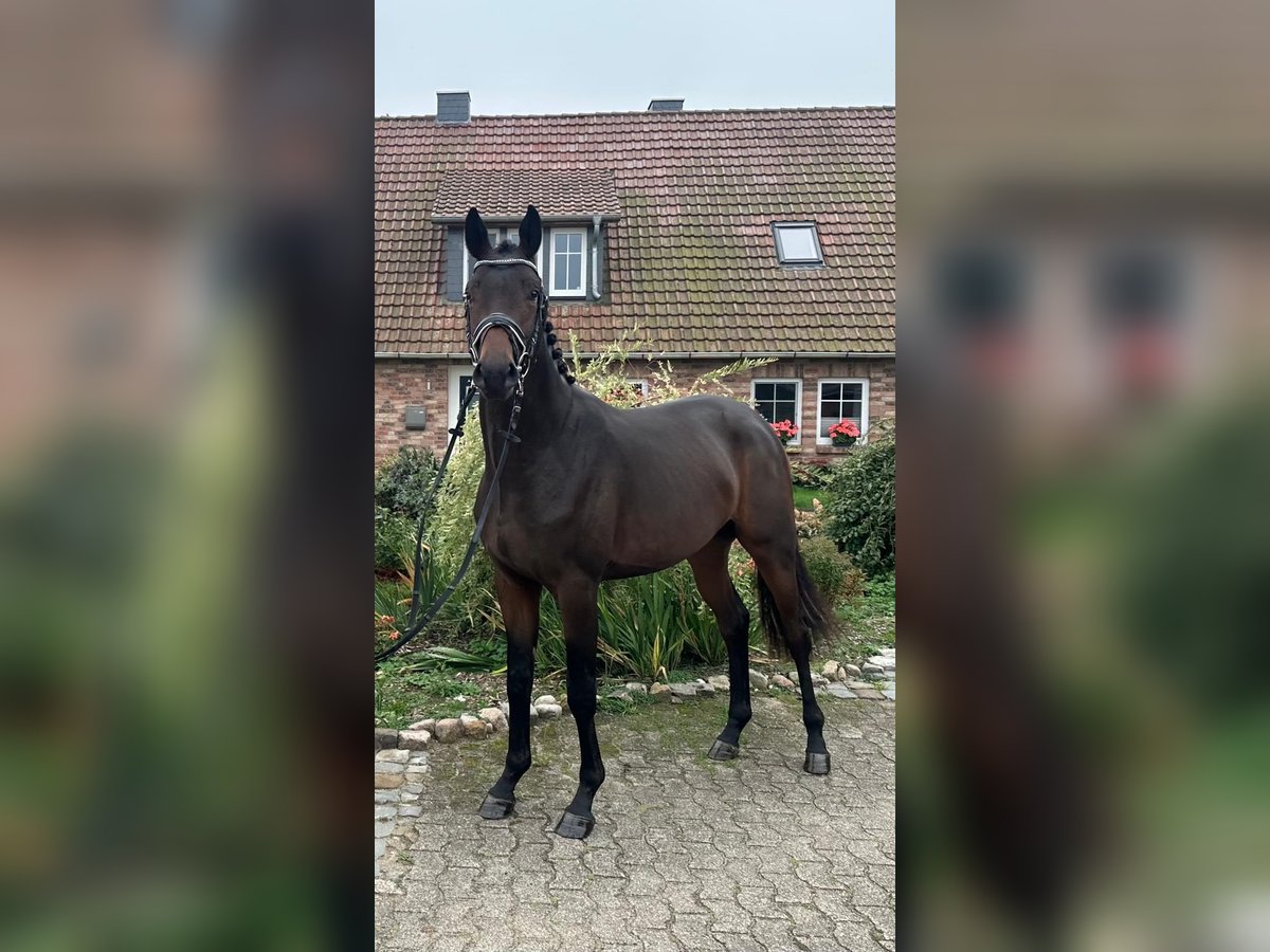 Trakehner Stallion 2 years 16,1 hh Brown in Wietzen
