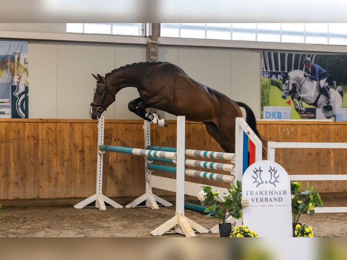Trakehner Stallion 2 years 16,1 hh Brown in Bendorf