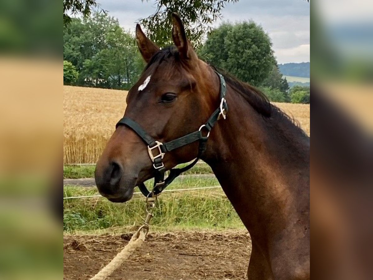 Trakehner Stallion 3 years 16,2 hh Brown in Eschwege