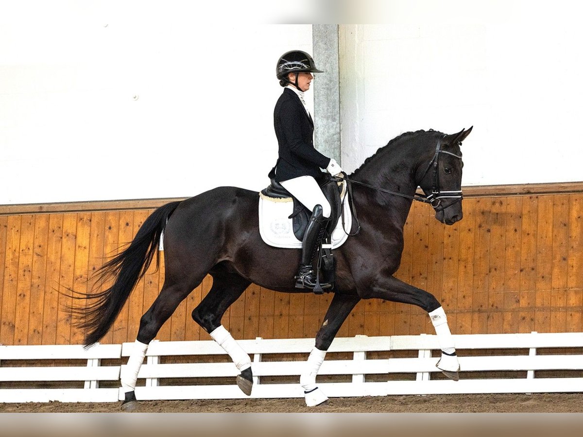 Trakehner Stallion 3 years 16 hh Black in Schlieckau