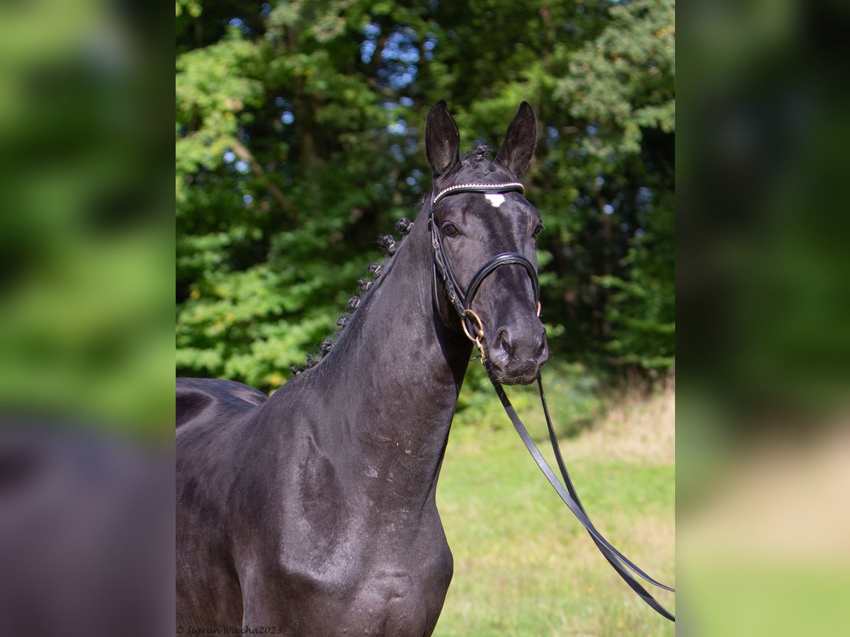 Trakehner Stallion 3 years Smoky-Black in Stördorf