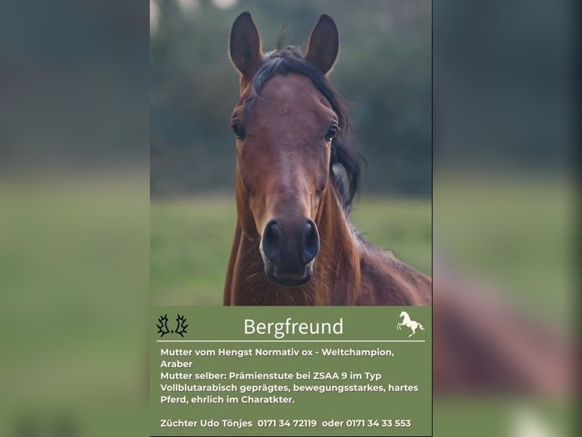 Trakehner Stallion 4 years 16 hh Brown in Holzbunge