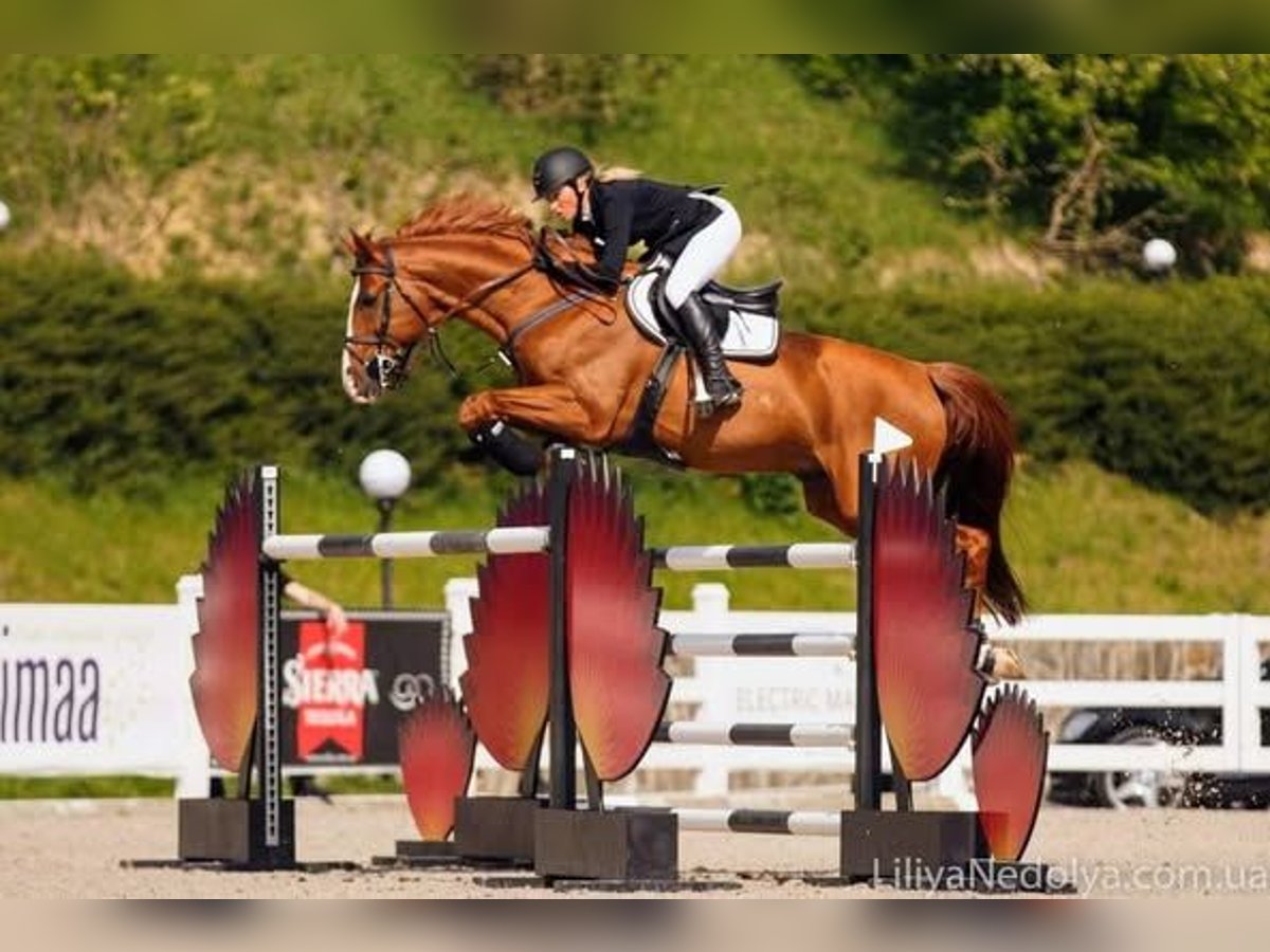 Trakehner Stallion Chestnut-Red in Aukrug