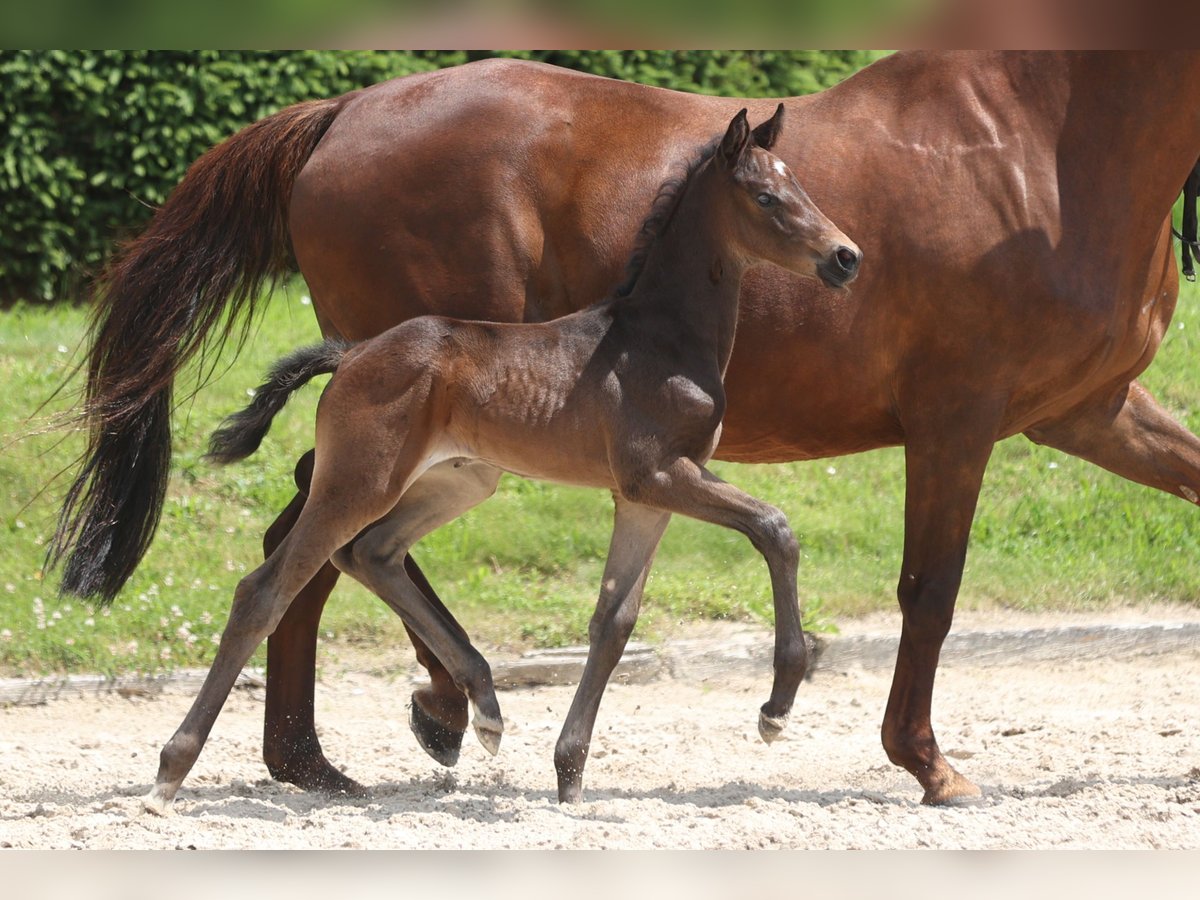 Trakehner Stallion Foal (06/2024) 16,1 hh Black in Einbeck