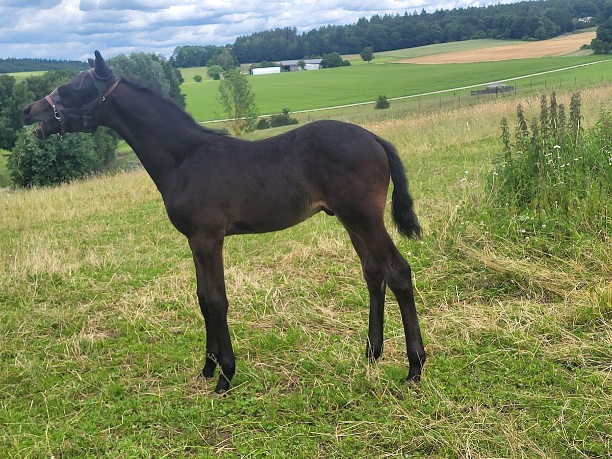 Trakehner Stallion Foal (04/2024) 16,2 hh Smoky-Black in Adelsried