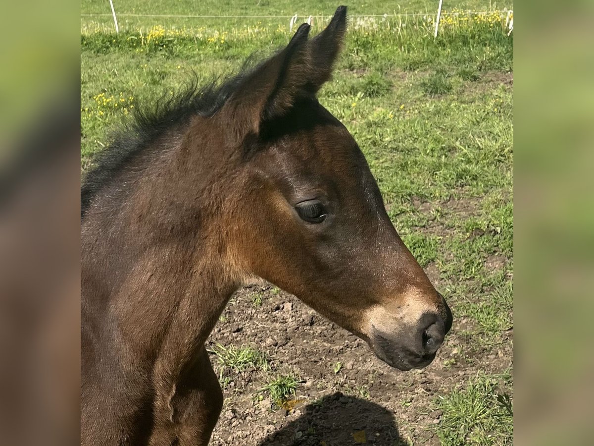 Trakehner Stallion  16,1 hh Bay-Dark in Neuberg