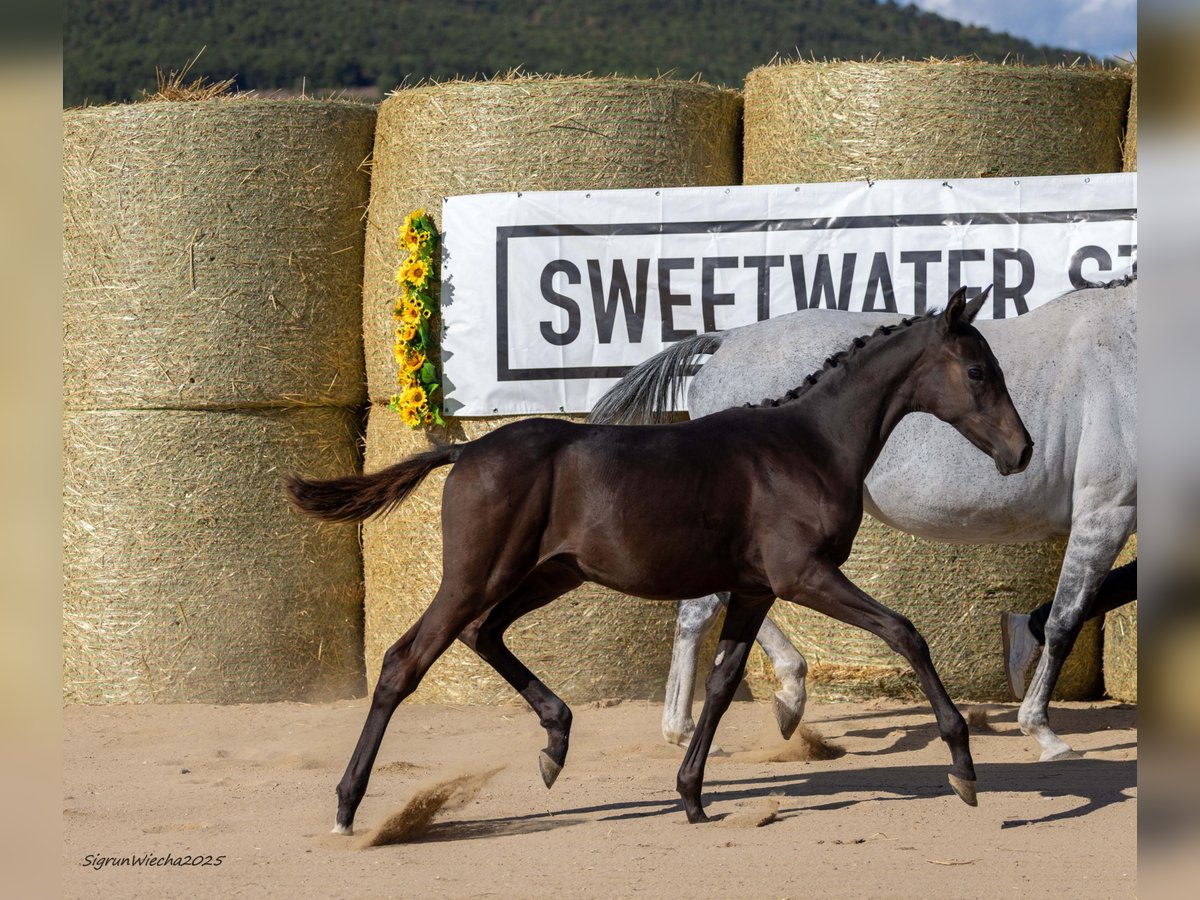 Trakehner Stallion Foal (04/2025) 16,1 hh Bay-Dark in Aytos