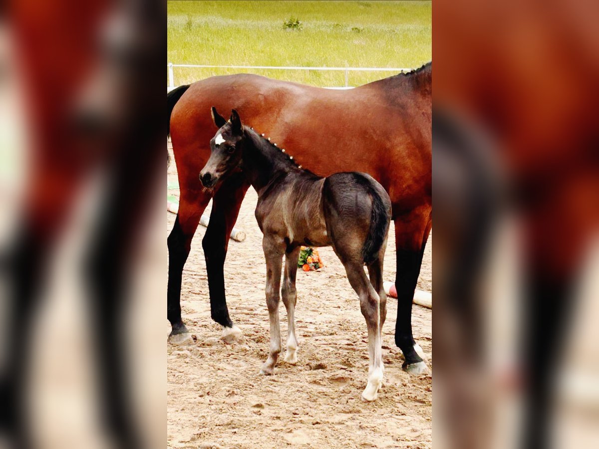 Trakehner Stallion  16,1 hh Black in Ludwigslust