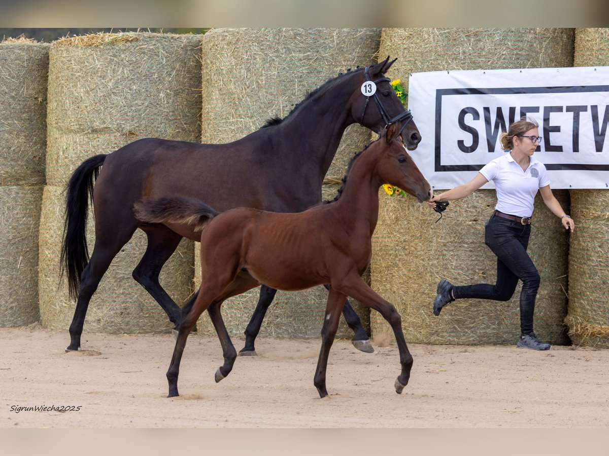 Trakehner Stallion Foal (05/2025) 16,1 hh Brown in Aytos