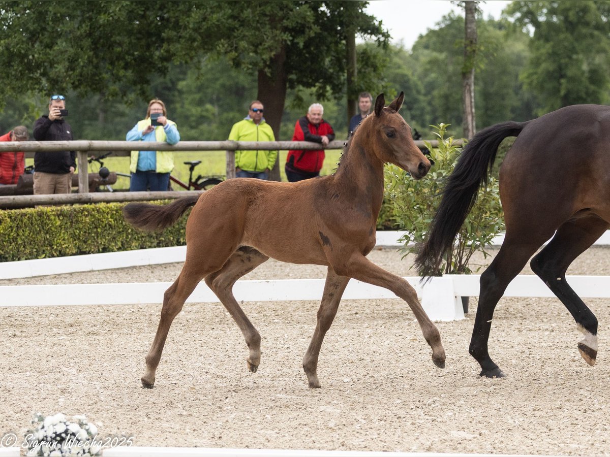 Trakehner Stallion Foal (03/2025) 16,2 hh Bay-Dark in Harsefeld