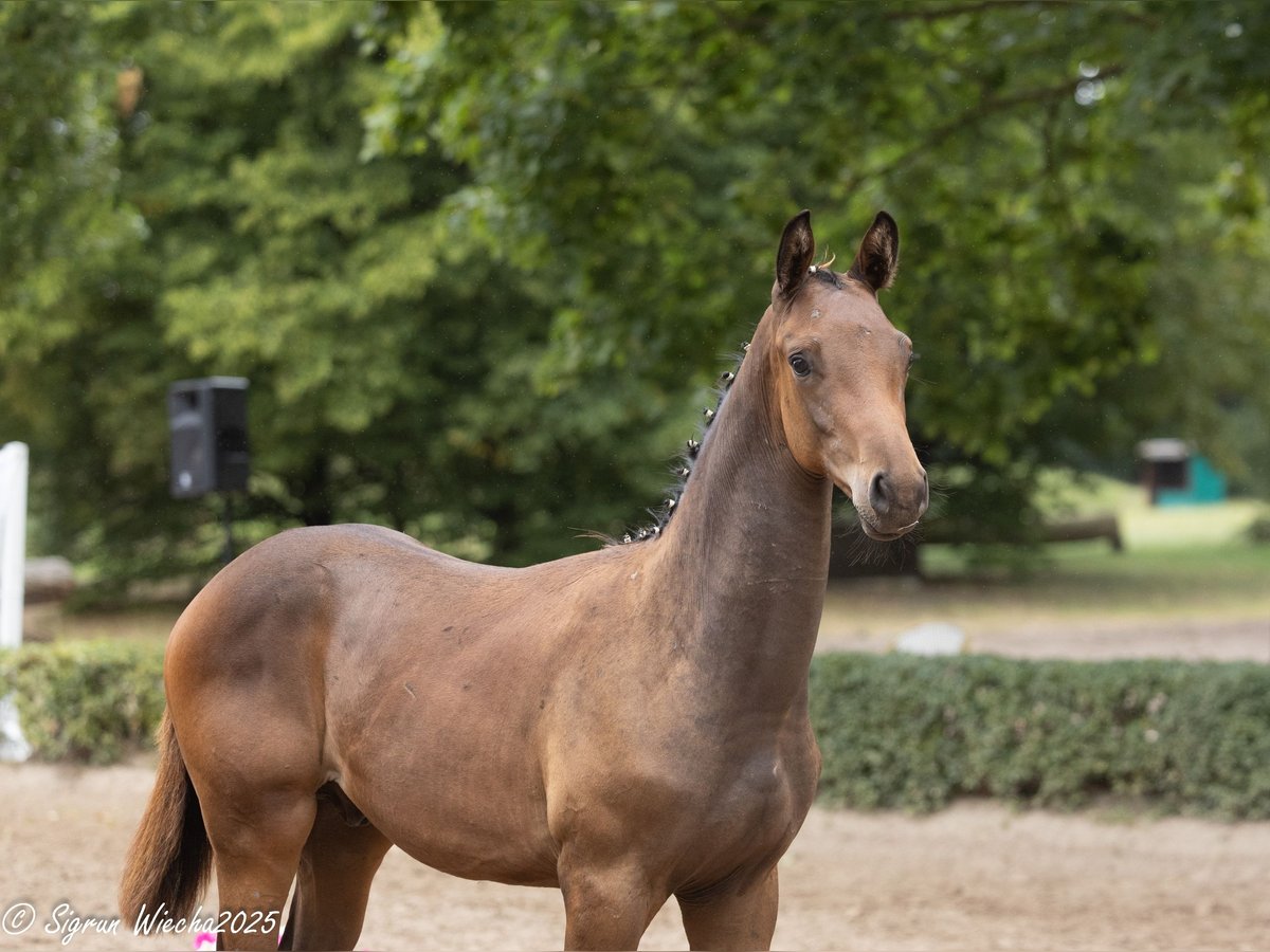 Trakehner Stallion Foal (03/2025) 16,2 hh Bay-Dark in Harsefeld